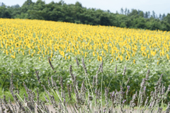 明野のひまわり⑤