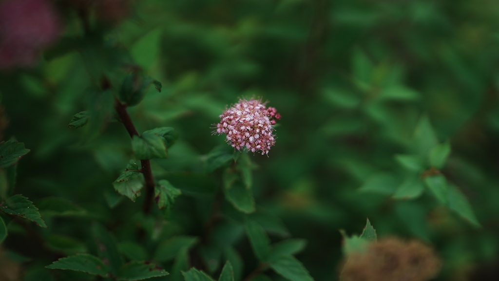 DSC02196
