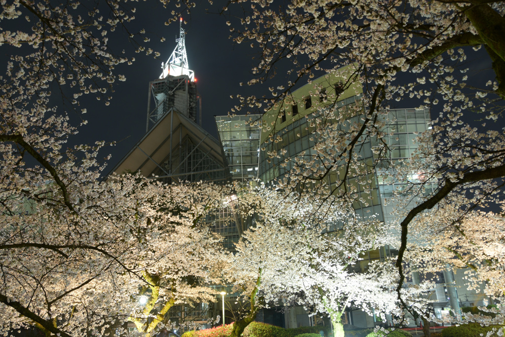 展望台の夜