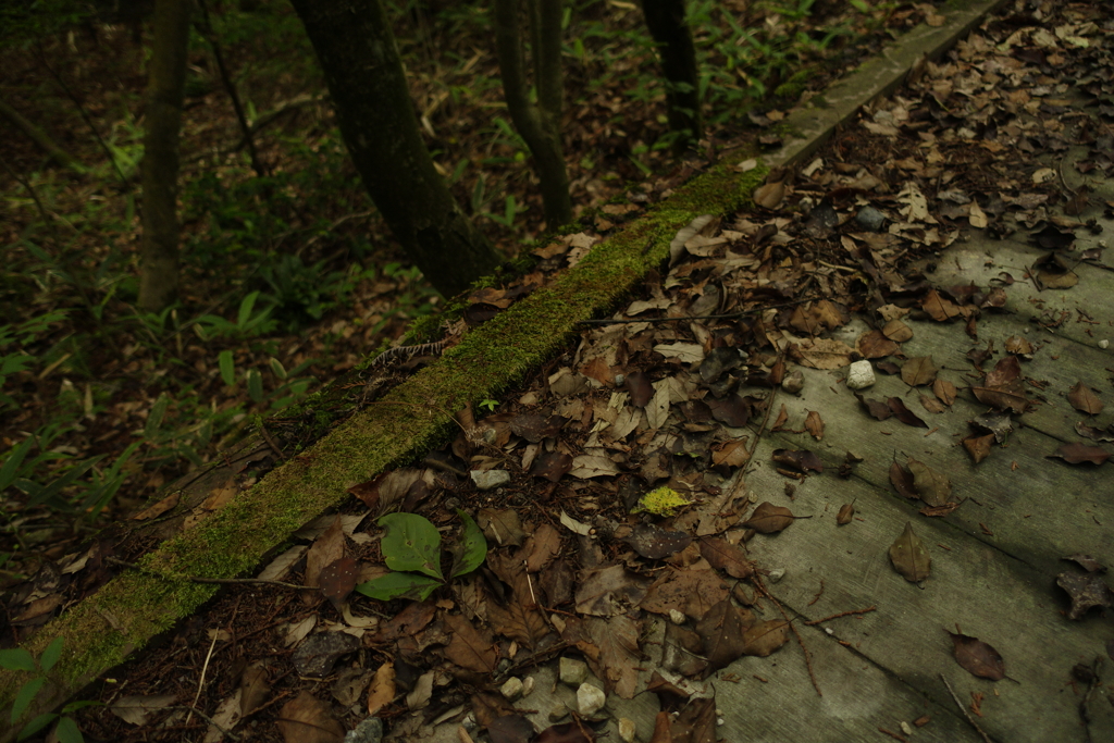 苔生す桟橋