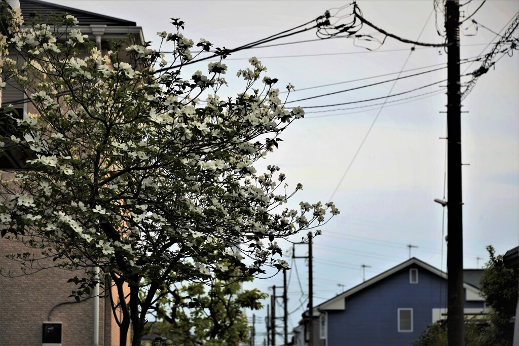 街なかの花