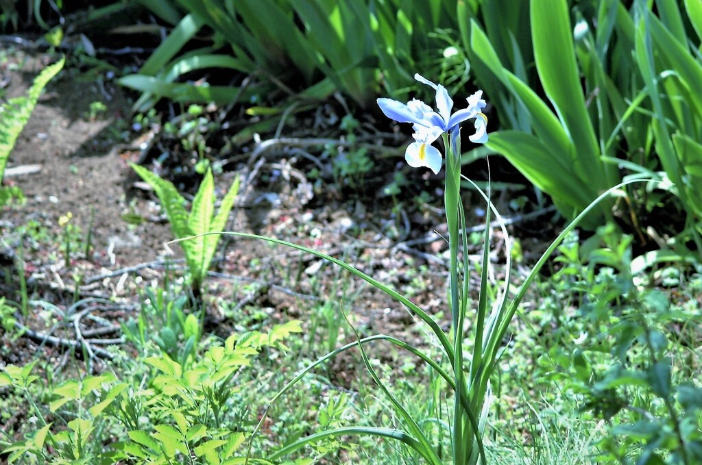 街なかの花