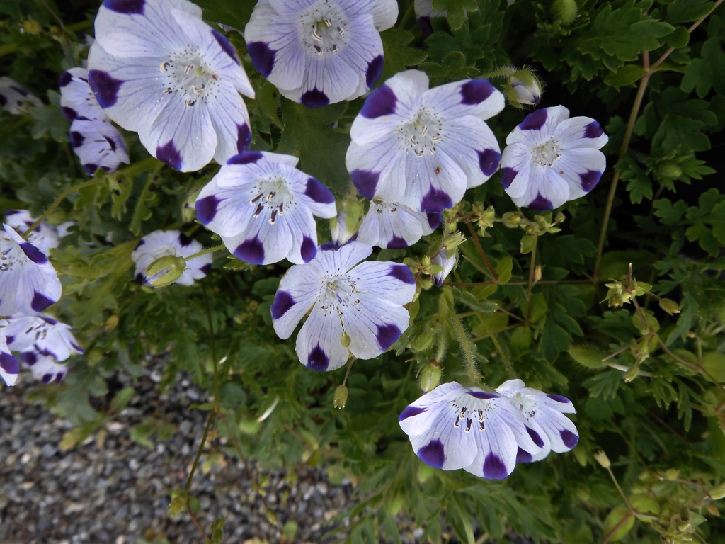 街なかの花