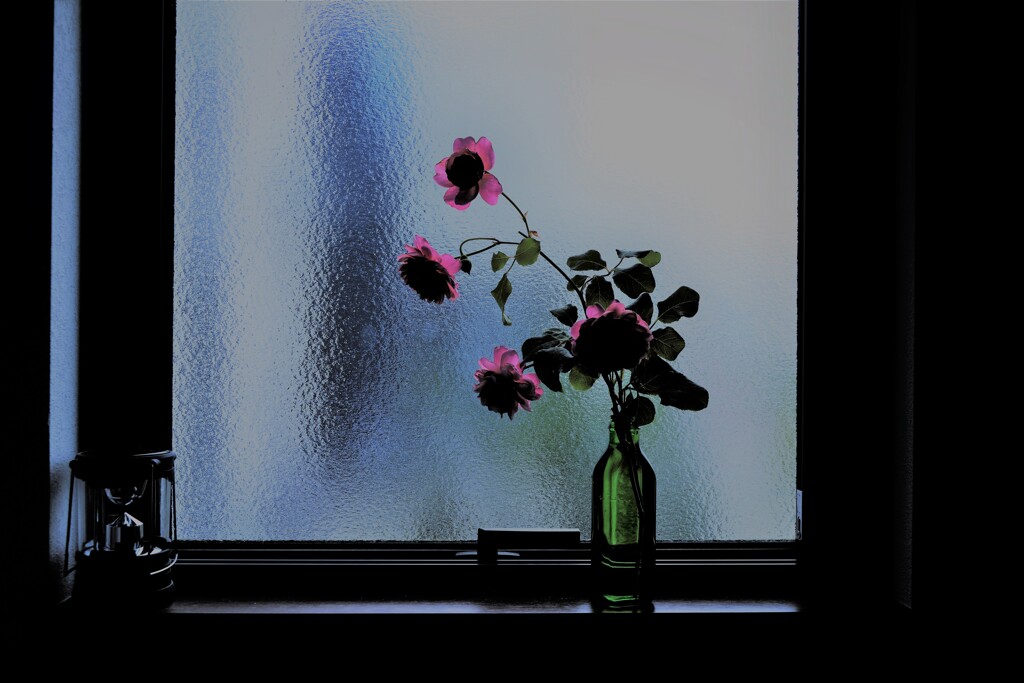 窓辺の花