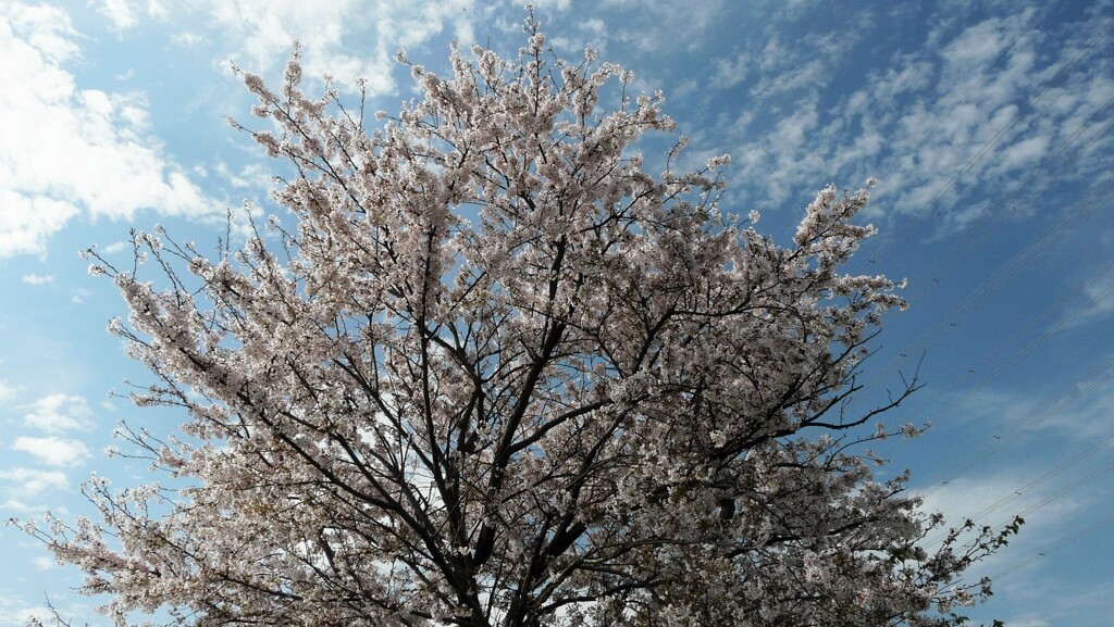 この～木なんの木気になる木