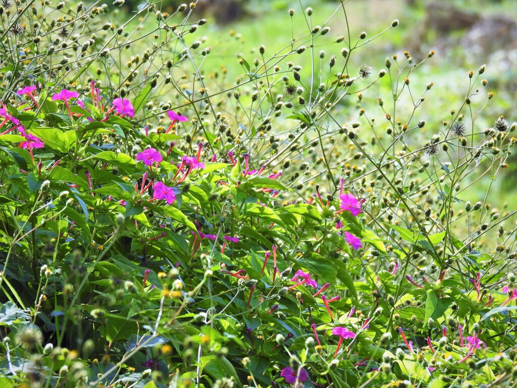 街なかの花