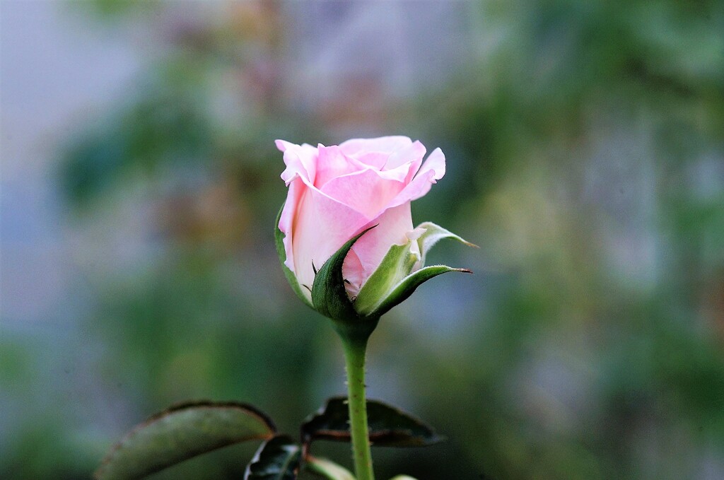 花の吐息