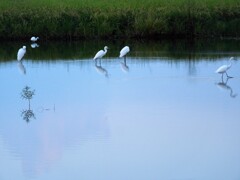 ダイサギの飛来