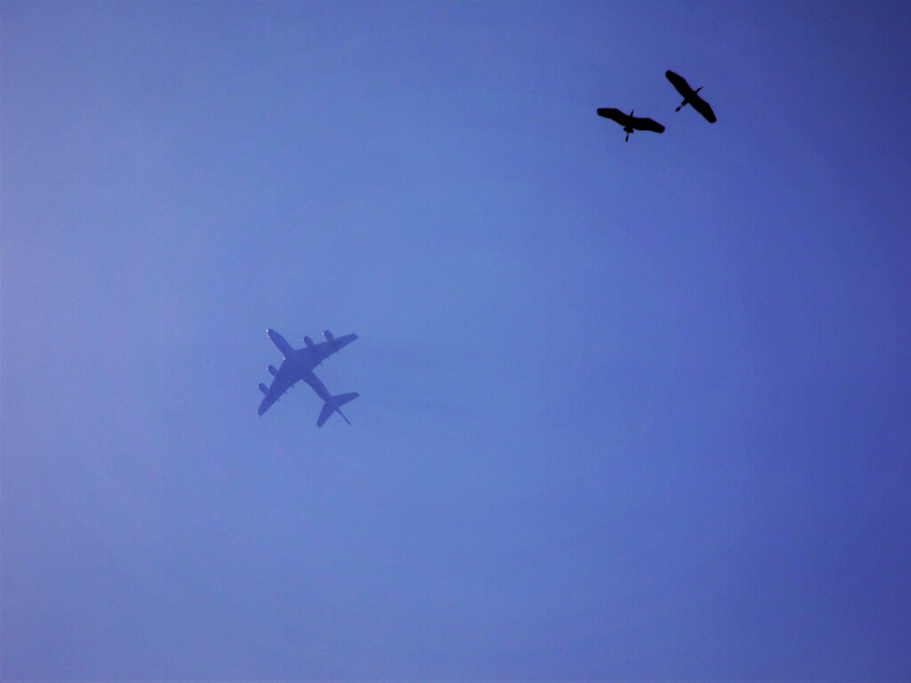 空を飛ぶ