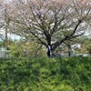 桜の下で