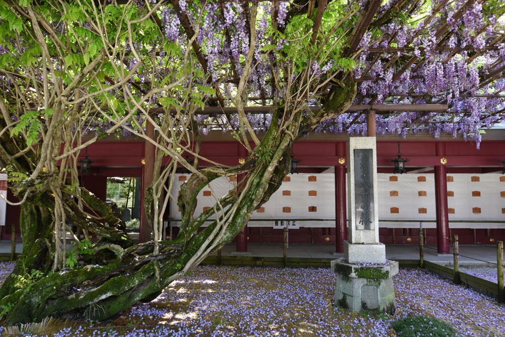 笠間稲荷神社の "八重の藤"　(茨城県笠間市)