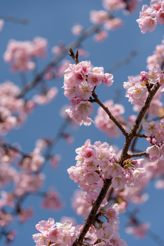 大寒桜_2022