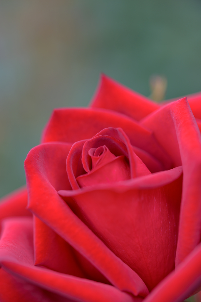 薔薇