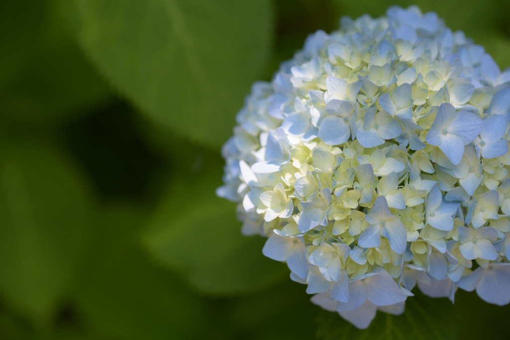 紫陽花