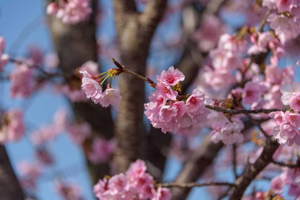 大寒桜