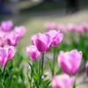 チューリップ