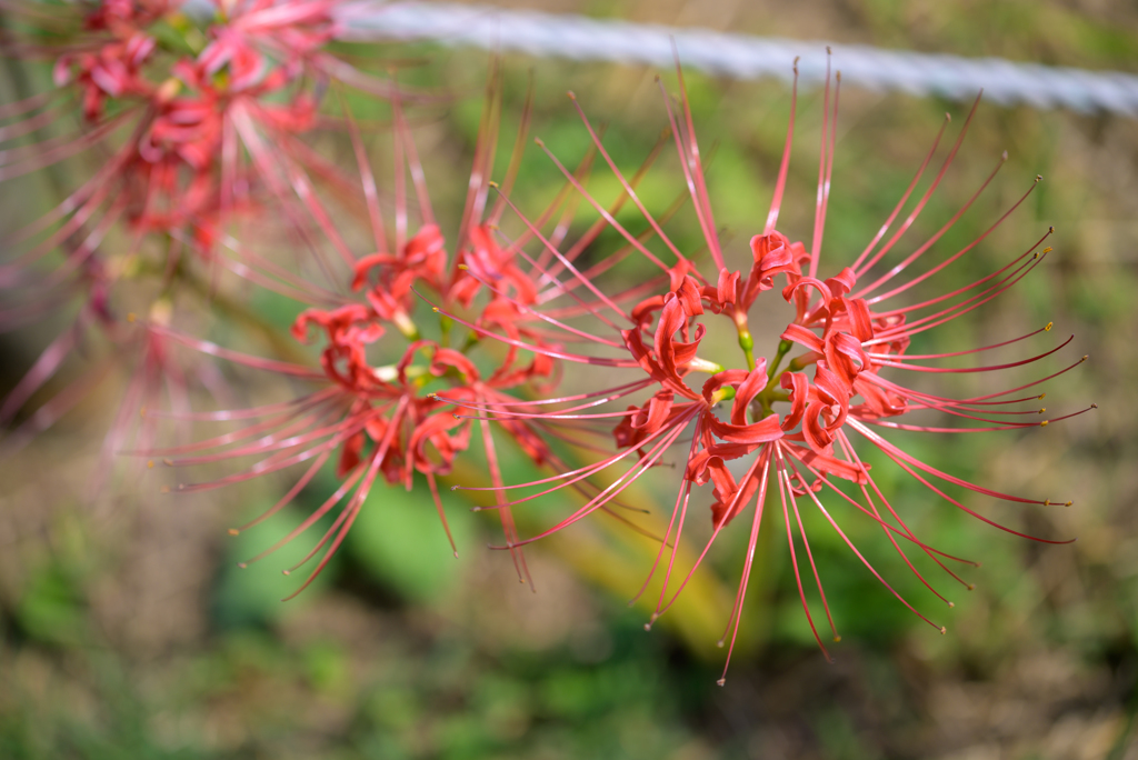 彼岸花