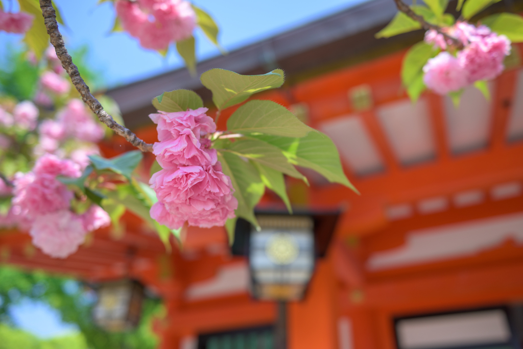 八重桜
