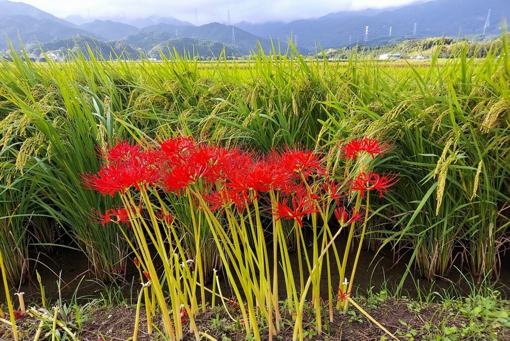 彼岸花