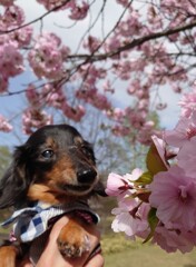 春満開
