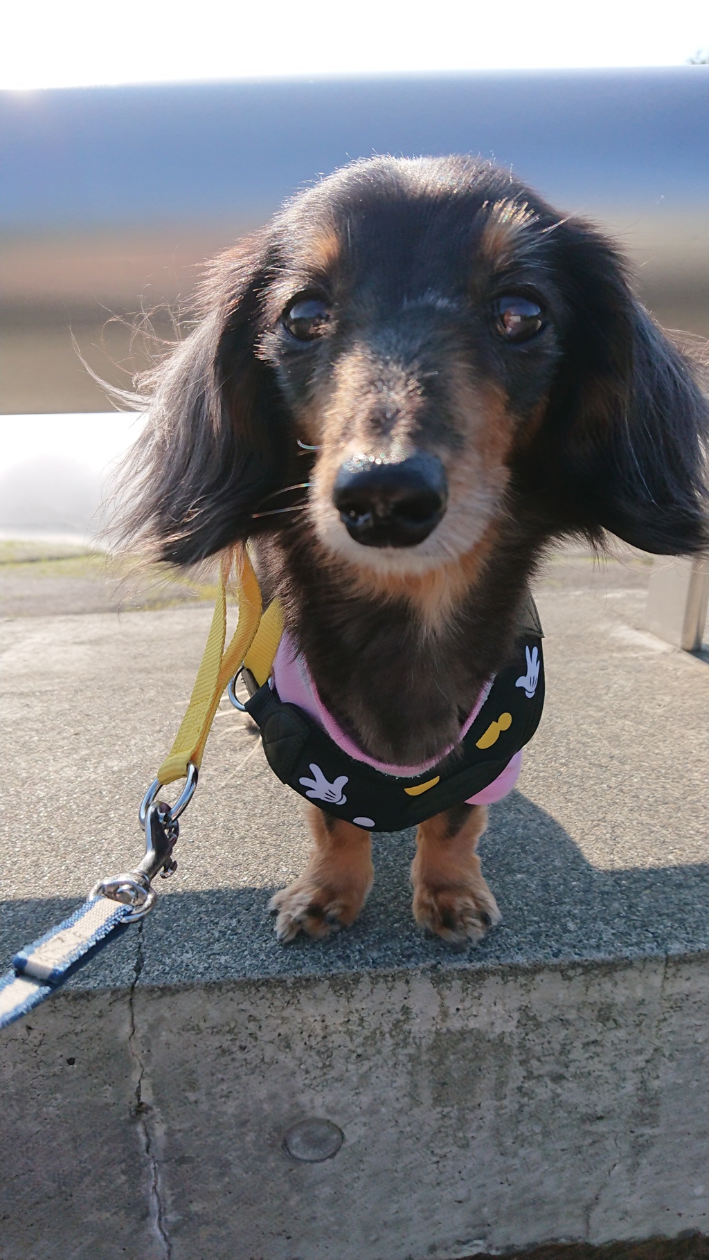 おすまし
