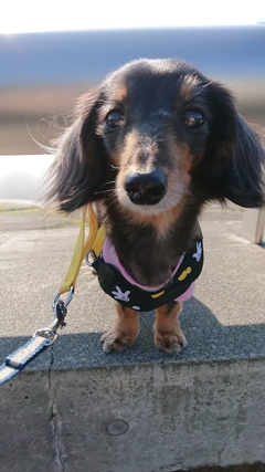 おすまし