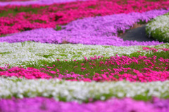 私の大好きな芝桜