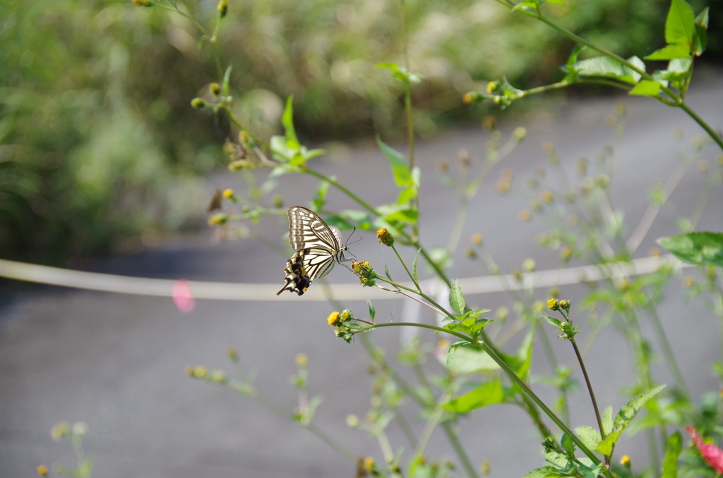 swallowtail-butterfly-3741404