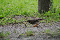 バッタを食べるムクドリ