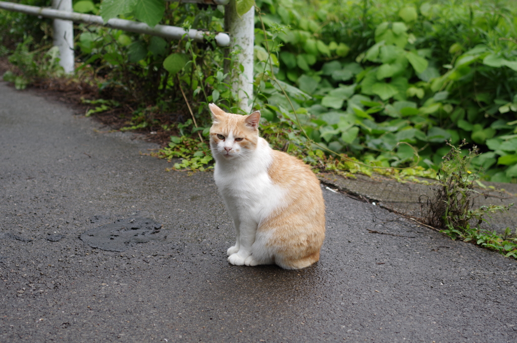 にゃんこ