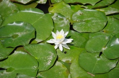 lotus-3741401