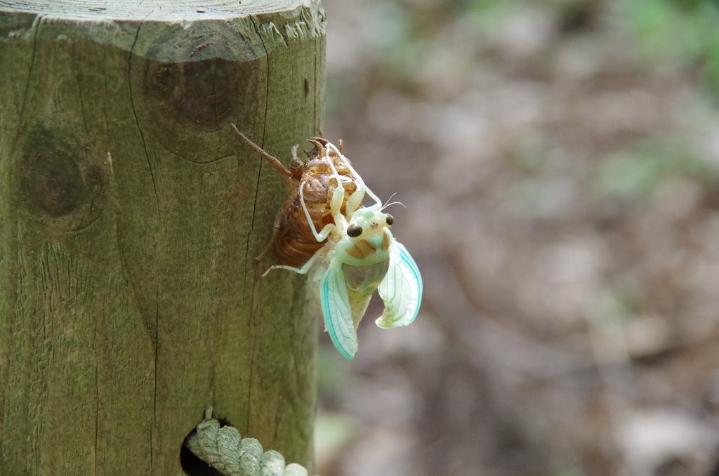 cicada-3741394