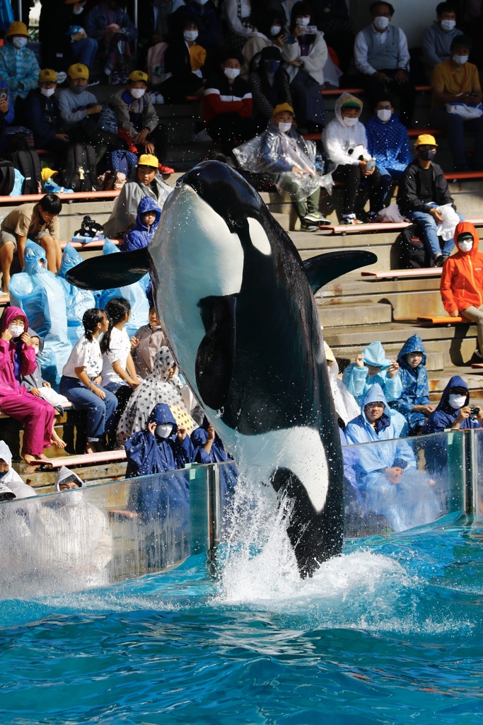 鴨川のシャチは今日も飛ぶ