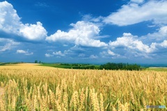 北海道・美瑛町 夏の美瑛の丘 7