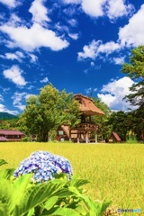 岐阜県・夏の白川郷の風景 5
