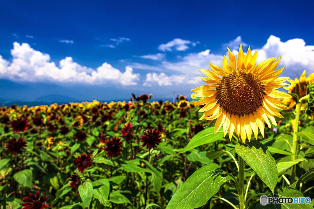 山梨県・明野のひまわり畑 3