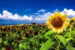 山梨県・明野のひまわり畑 3