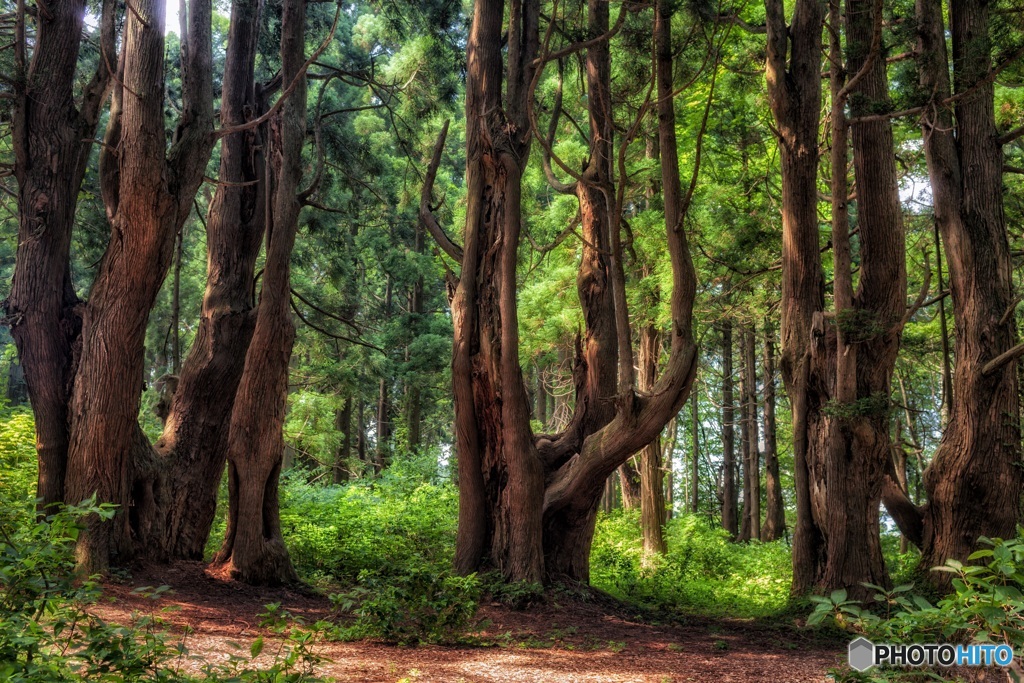 山形県・幻想の森の風景 8
