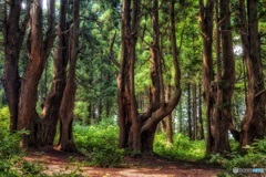 山形県・幻想の森の風景 8