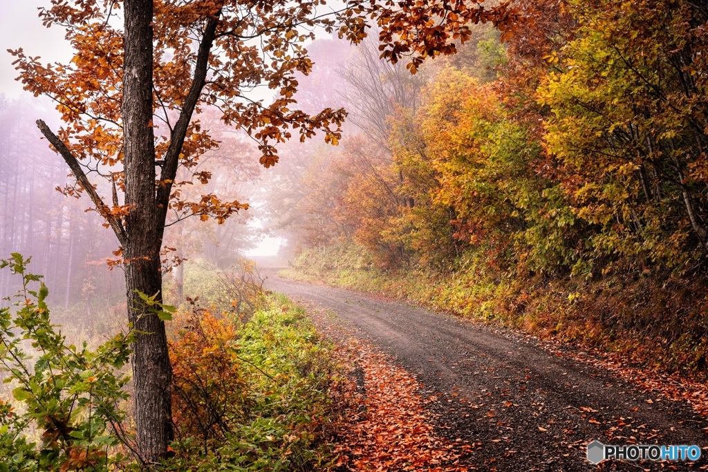 北海道・美瑛町 朝霧の美瑛町 4