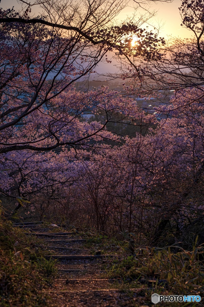 長野県・伊那市 春の高遠城址公園の夕景 1