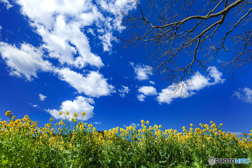 静岡県・桶ヶ谷沼の菜の花 4