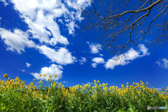 静岡県・桶ヶ谷沼の菜の花 4