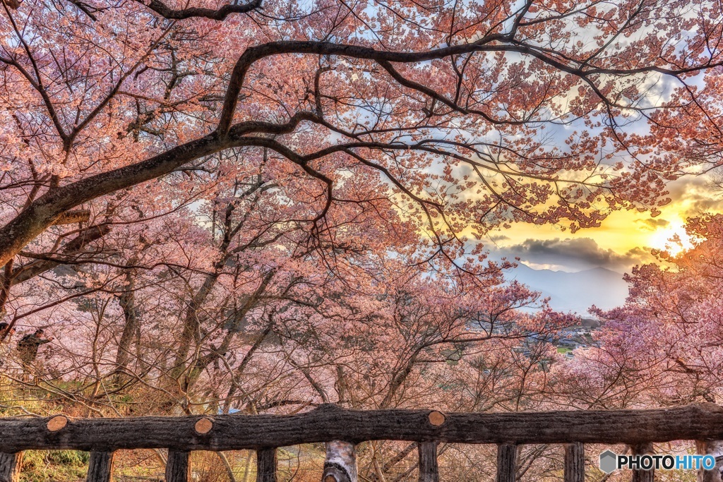 長野県・高遠城址公園 2