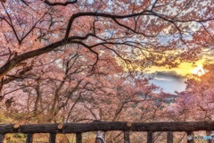 長野県・高遠城址公園 2