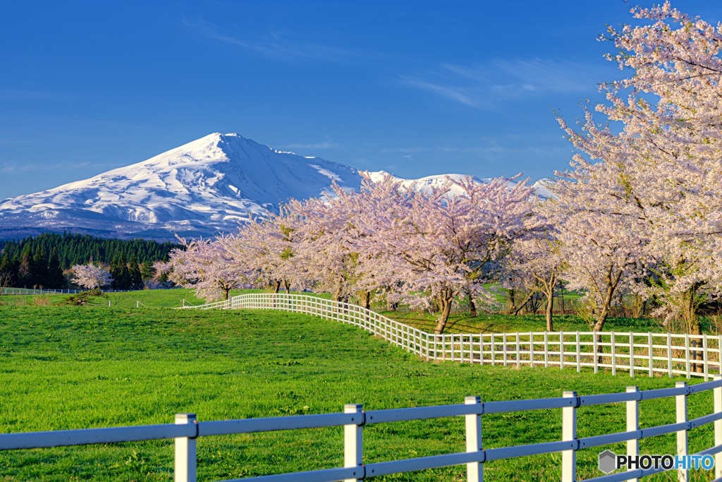 秋田県・鳥海山と桜