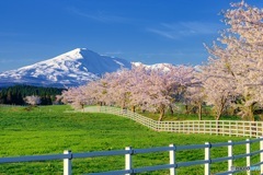 秋田県・鳥海山と桜