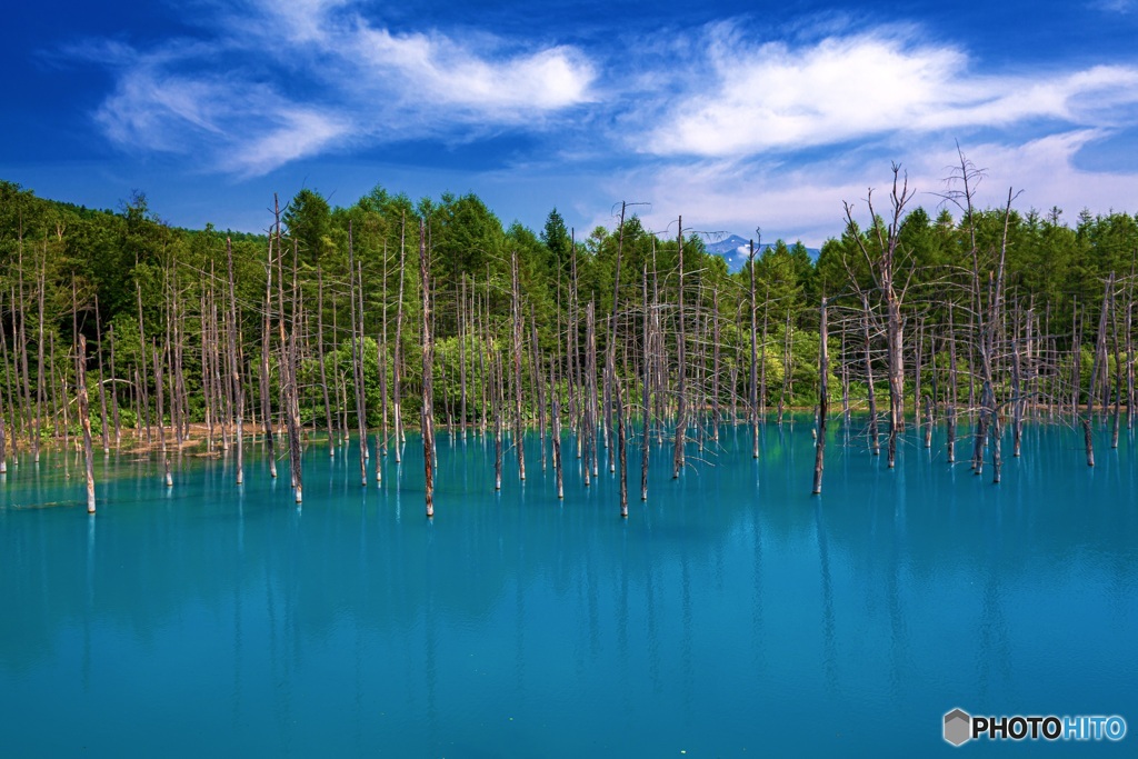 北海道・美瑛町 夏の青い池