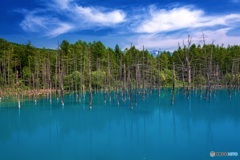 北海道・美瑛町 夏の青い池