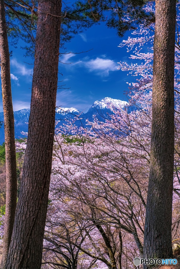山梨県・谷戸城址の桜 3